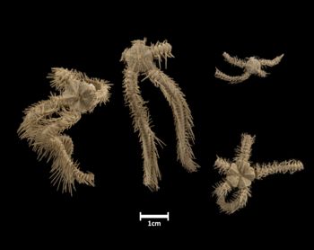 Media type: image;   Invertebrate Zoology OPH-3234 Description: Top of 4 brittle stars with a view of the discs.;  Aspect: dorsal